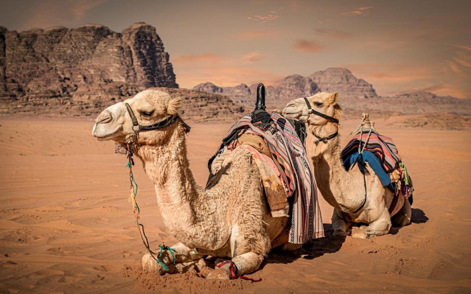 Bedouin Life Camp Hotel Wadi Rum Exterior photo